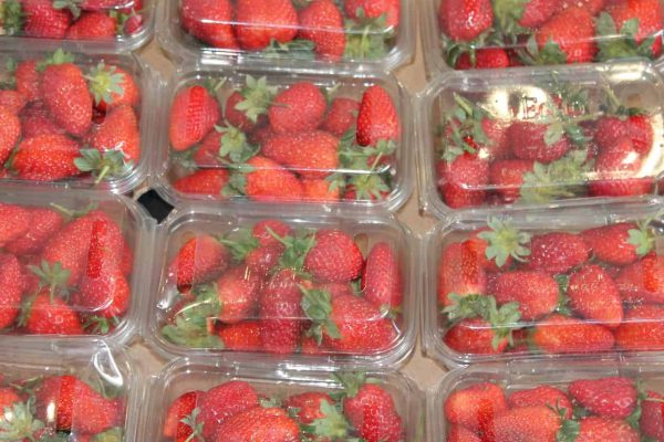 Erdbeeren Verpackung